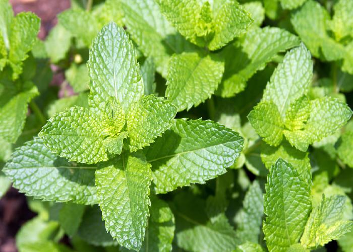 Bí quyết cho da nhờn luôn sạch bóng và ngăn ngừa mụn với các loại mặt nạ từ thiên nhiên